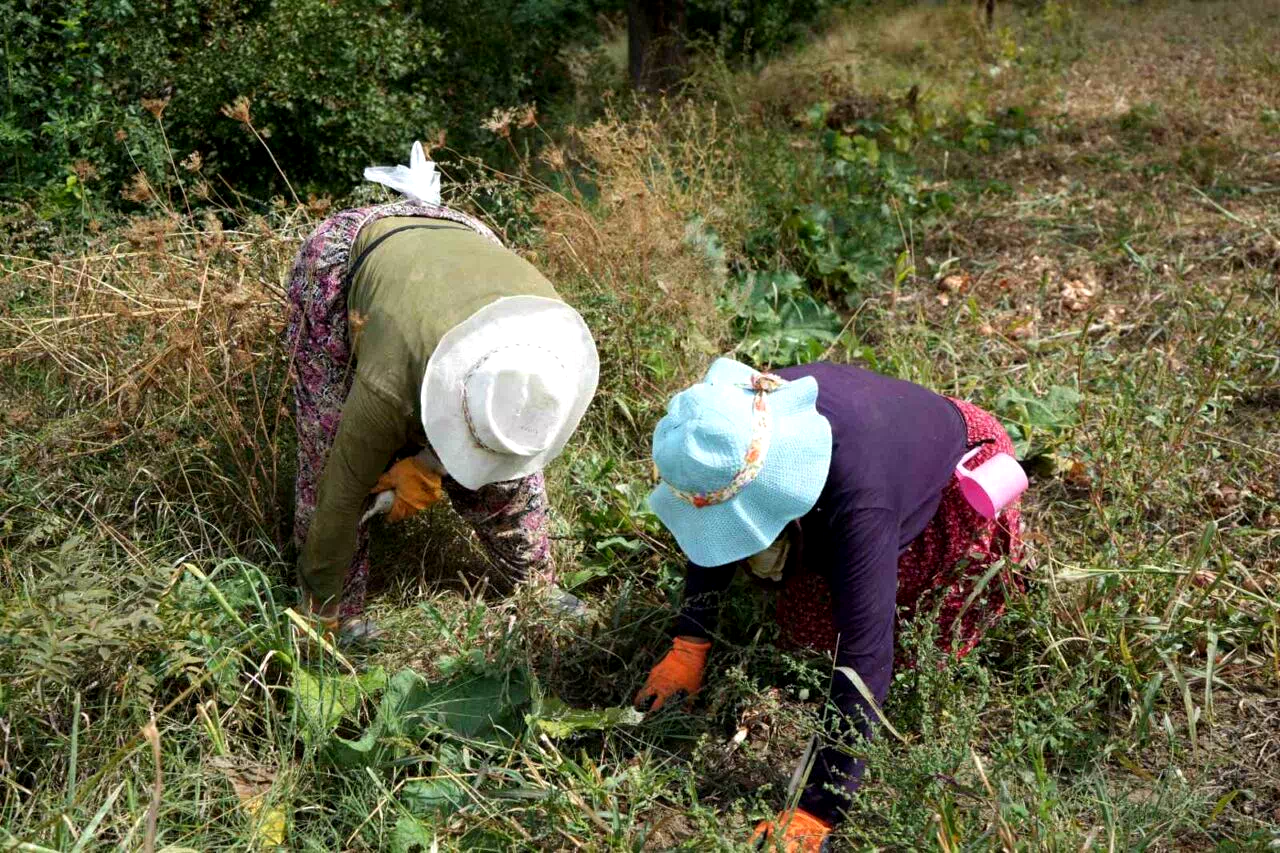 Erzincan’da patatesin toprakla buluşma yolculuğu başladı