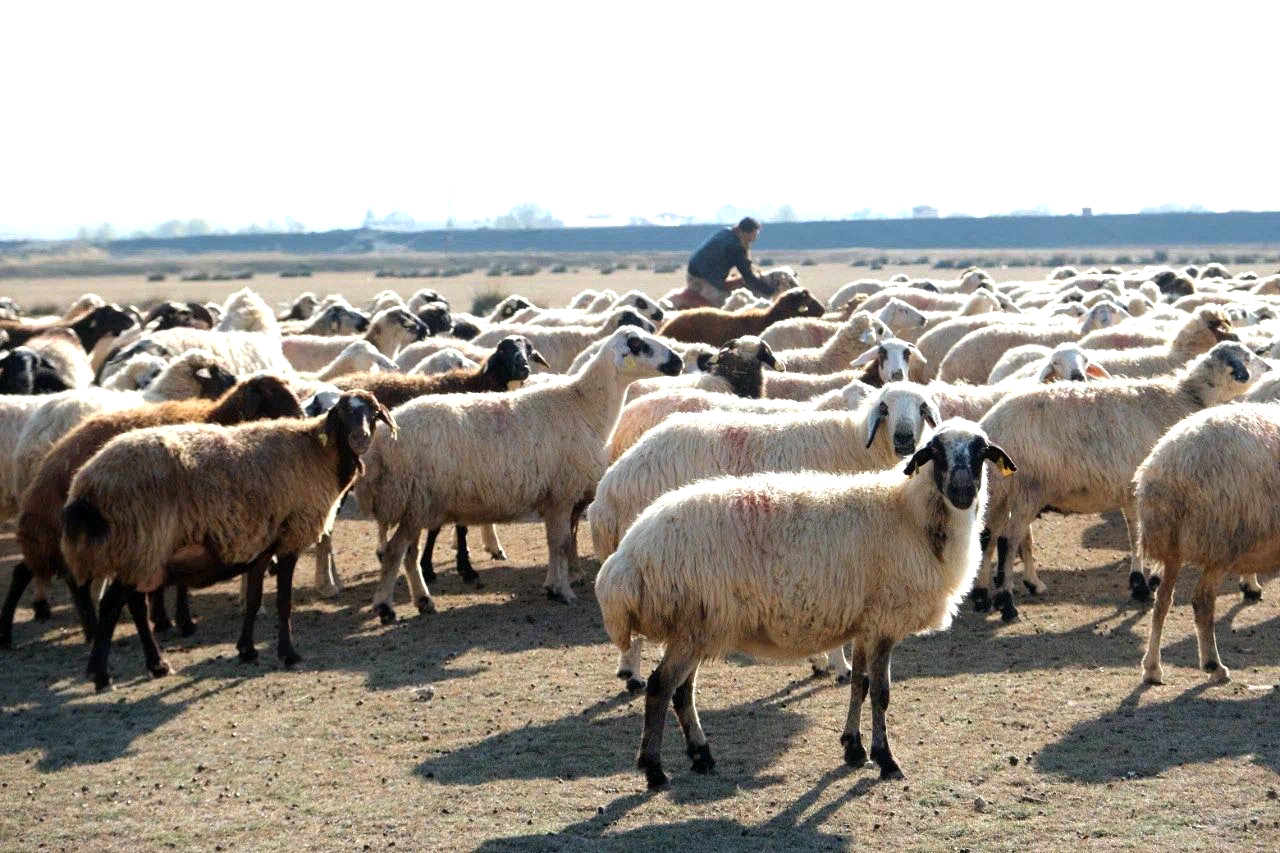 Erzincan’da sürüler merada
