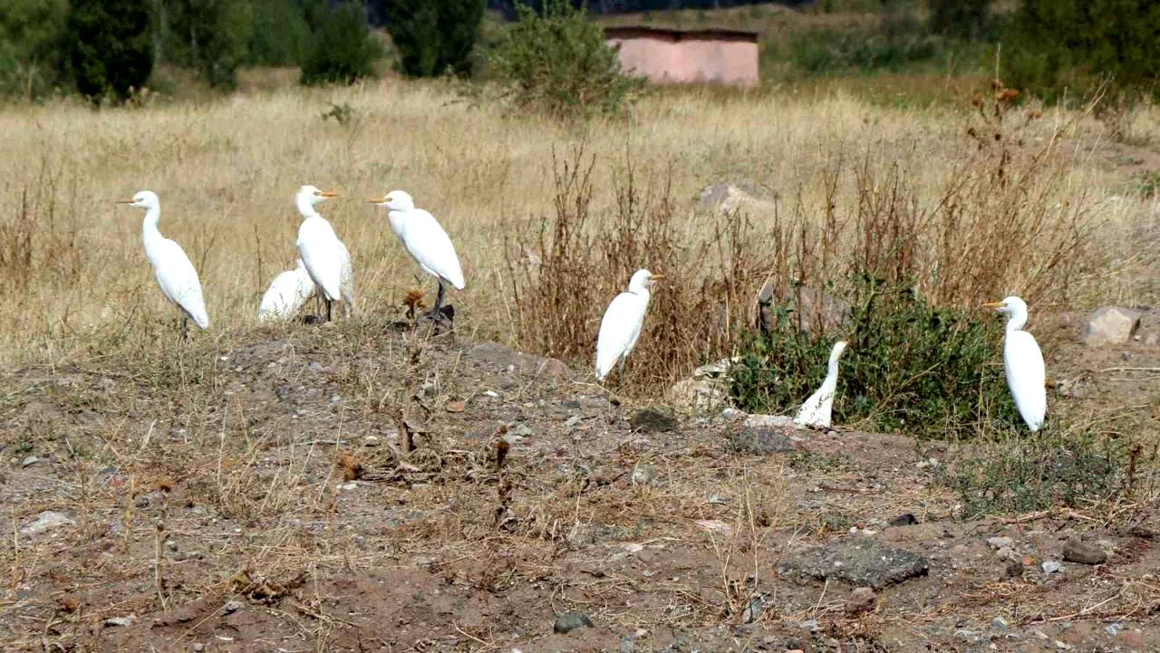 Erzincan’da süzülen kuşların göç hareketleri izleniyor