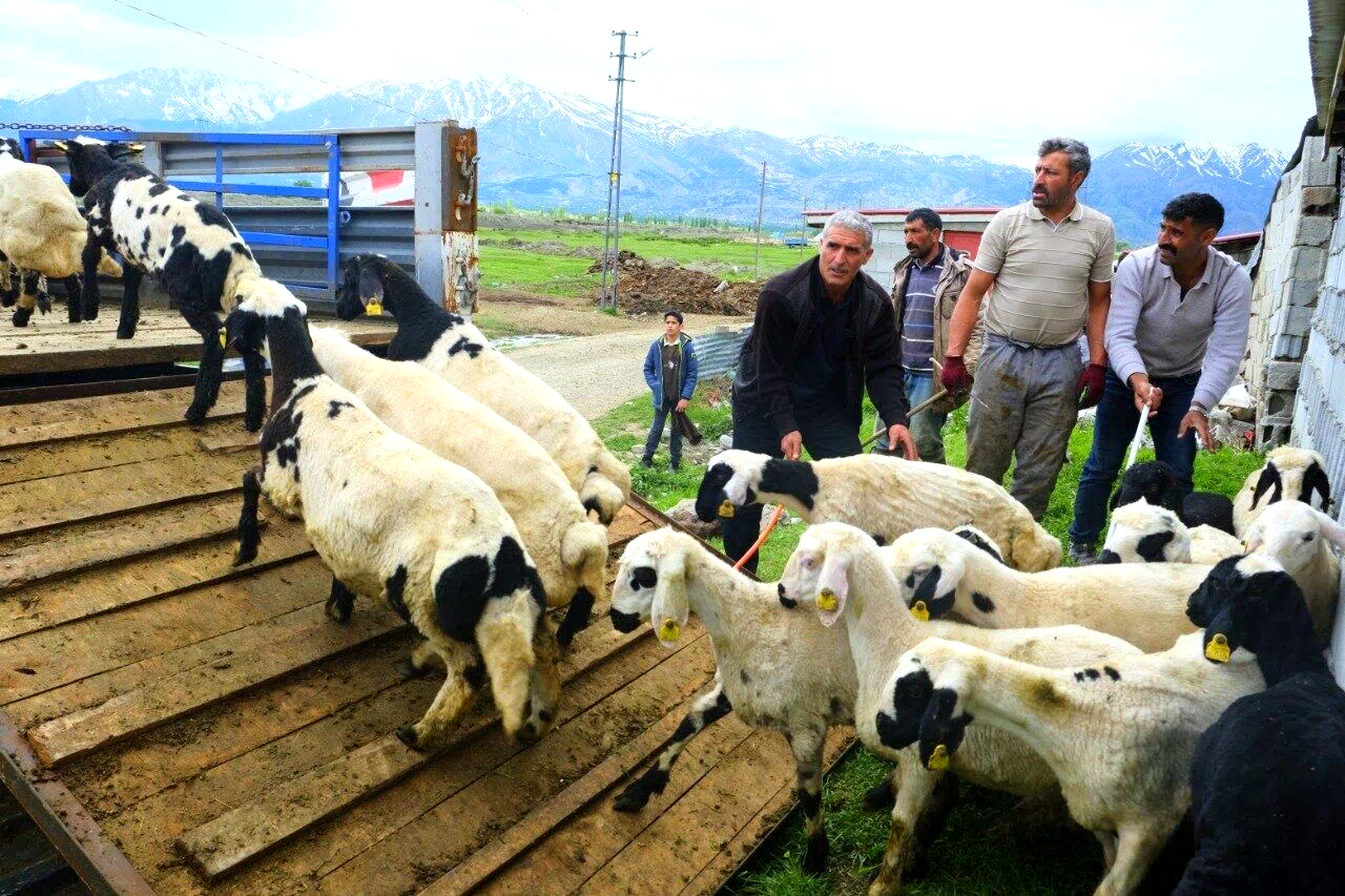 Erzincan’da tulum peyniri için zorlu yayla yolculuğu başladı