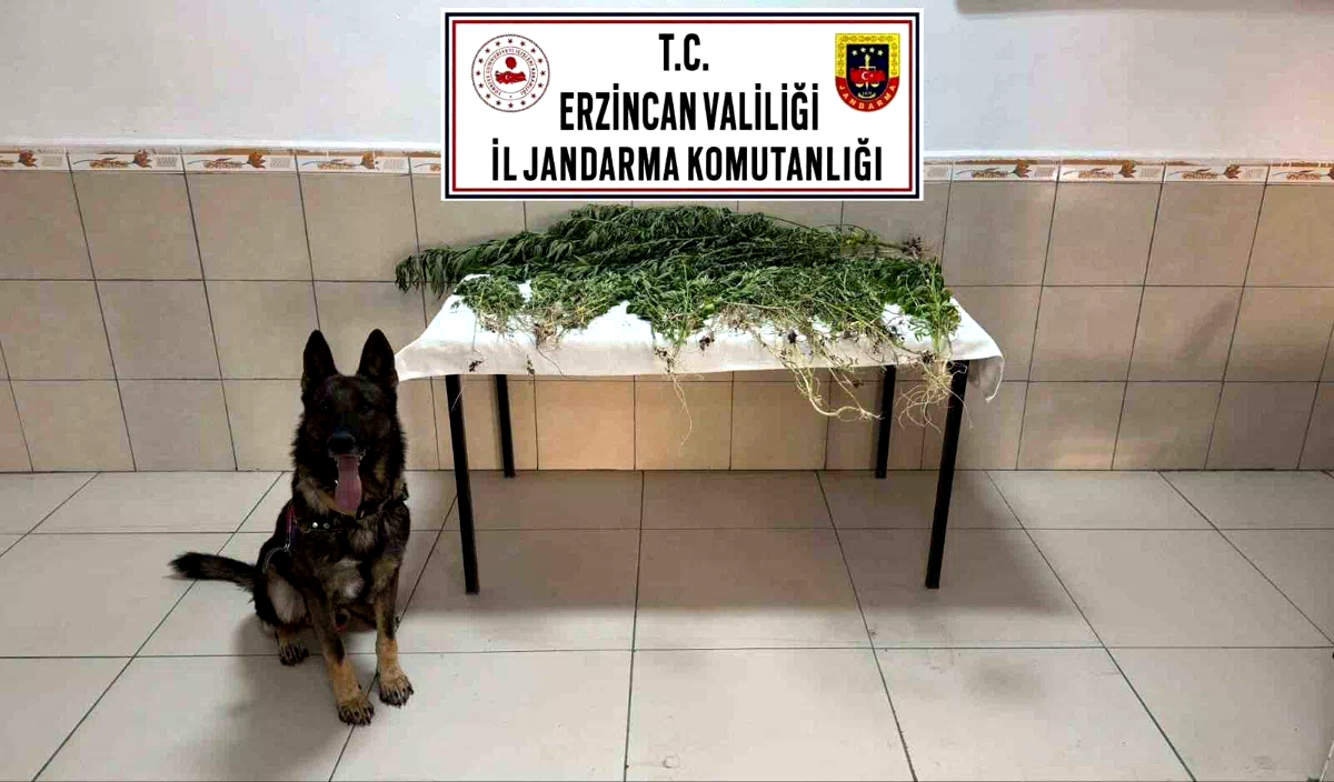 Erzincan’da uyuşturucu operasyonunda 227 kök kenevir ele geçirildi