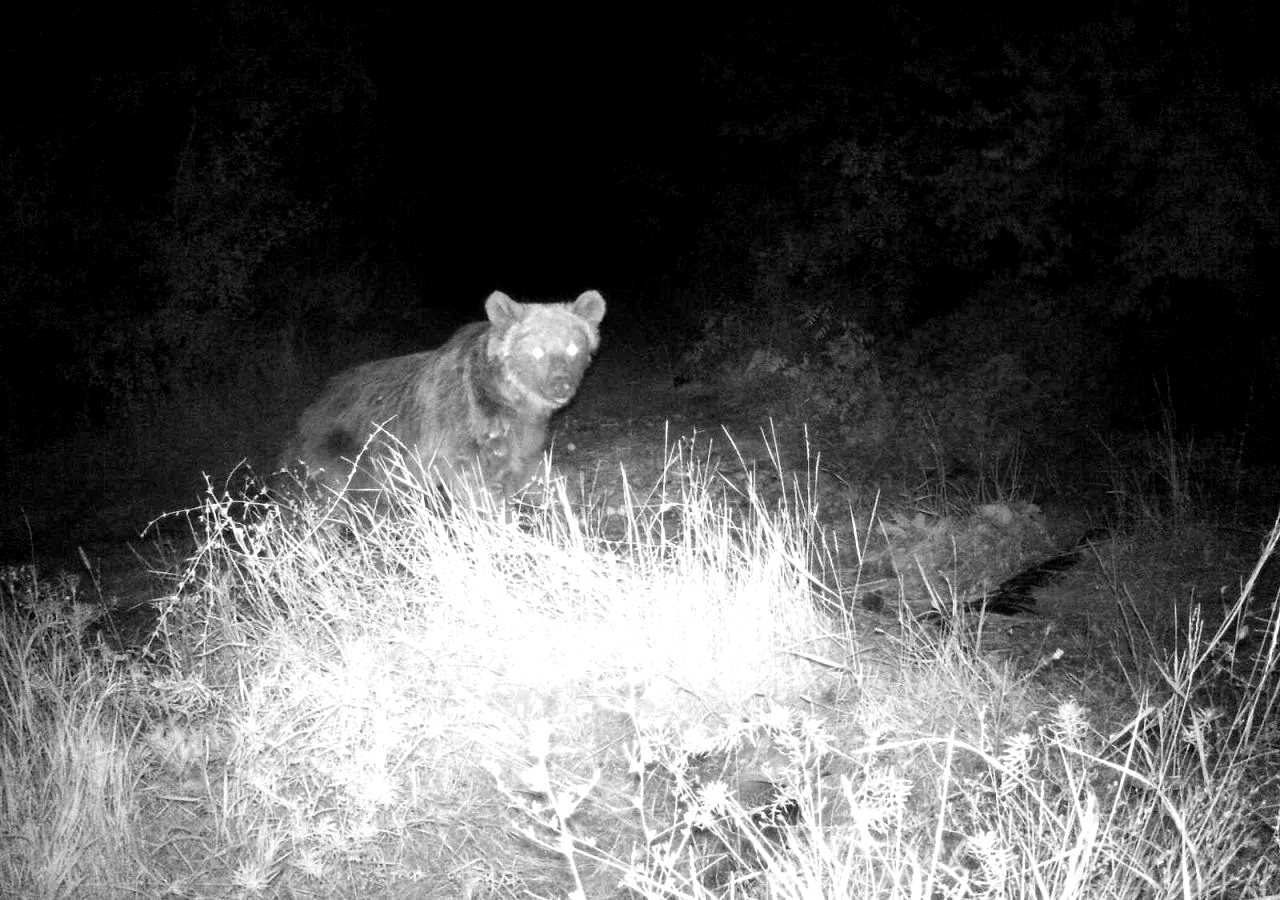 Erzincan’da yaban hayatı fotokapanla görüntüleniyor