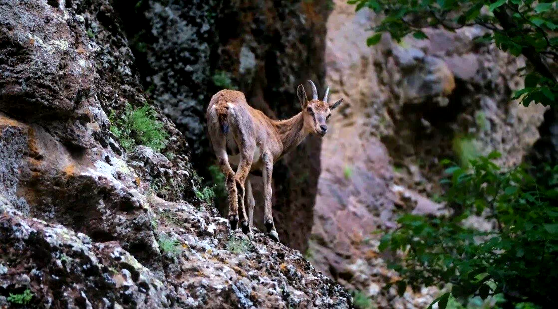 Erzincan’da yaban keçileri havadan görüntülendi