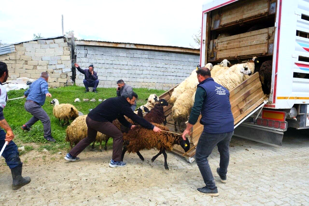 Erzincan’da yayla yolculuğu başladı, üreticiler hayvanları kamyonlara yüklemekte zorlandı