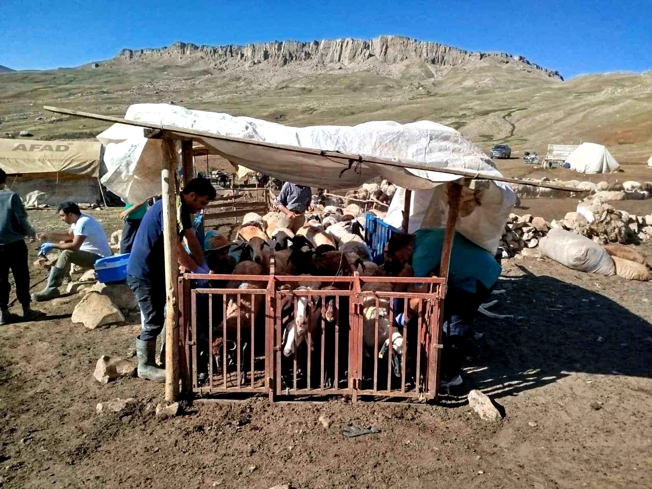 Erzincan’da yayladaki hayvanlara şap aşısı vuruldu