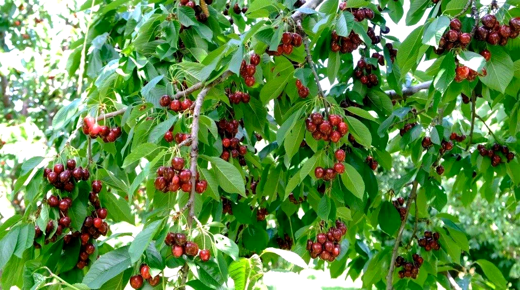 Erzincan’da yazın habercisi kiraz tezgâhlara iniyor