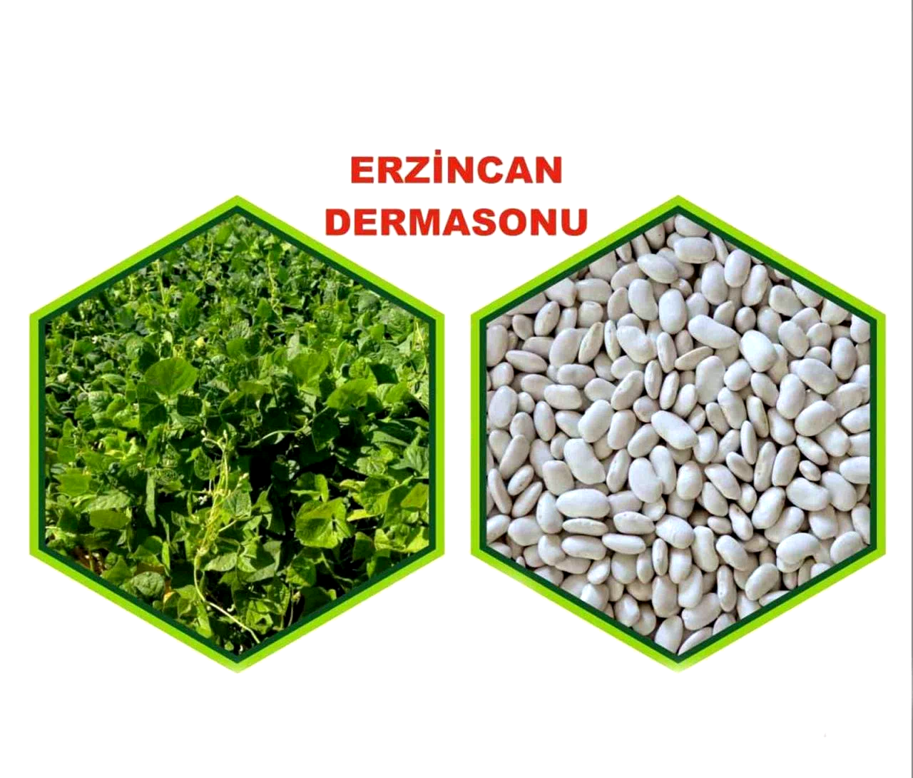 Erzincan’da yetiştirilen fasulye tescillendi