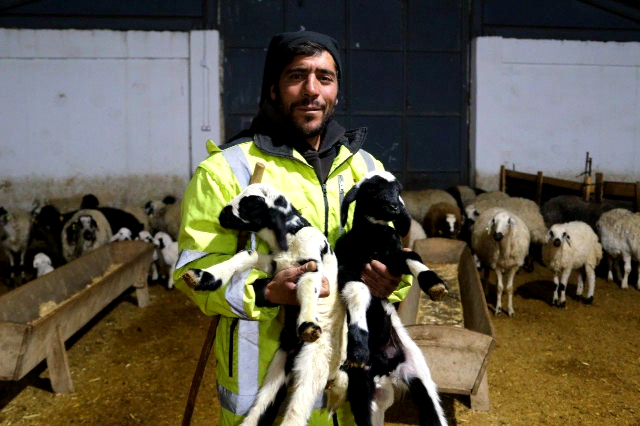 Erzincan’da yılın ilk kuzuları doğdu: Üreticilerin umudu tazelendi