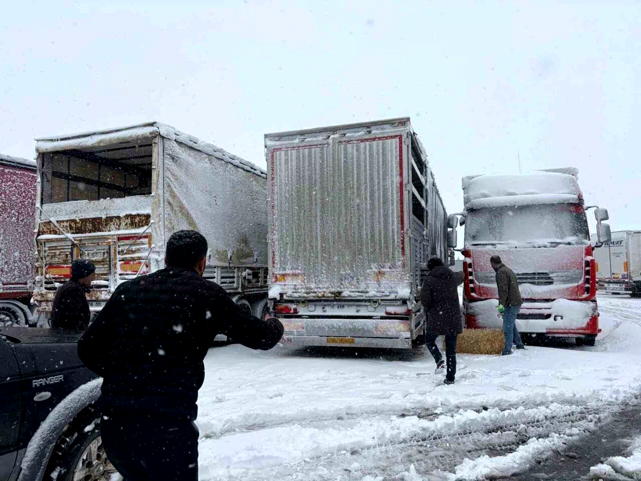 Erzincan’da yolda kalan 200 büyükbaş hayvana yem takviyesi