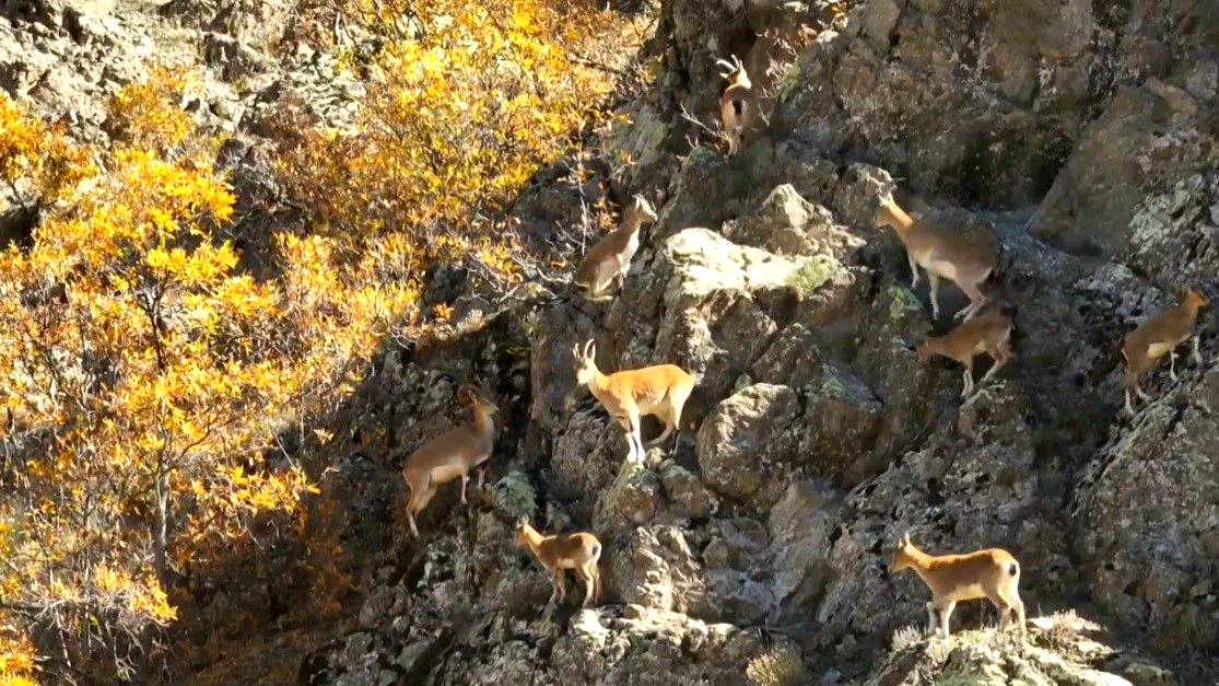 Erzincan dağlarında yaban keçileri görüntülendi