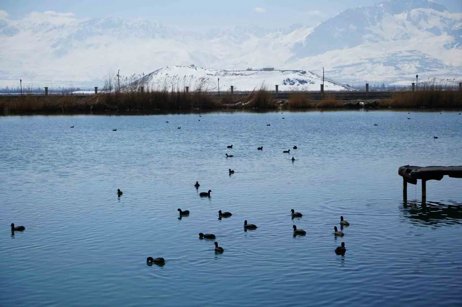 Erzincan’daki Ekşisu Sazlığı, Kuş Göçlerinin Önemli Durak Noktası Haline Geldi.