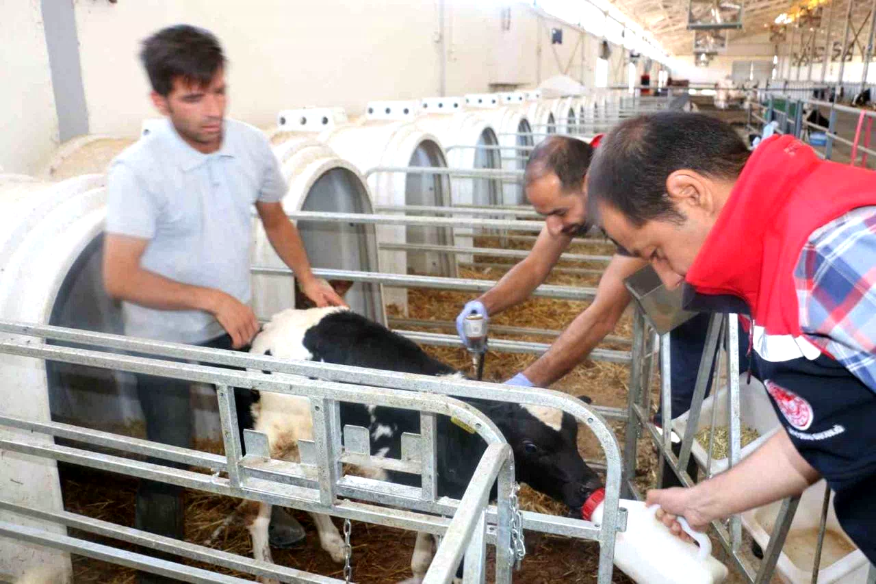 Erzincan il genelinde tüm hayvanlar şap hastalığına karşı aşılanıyor