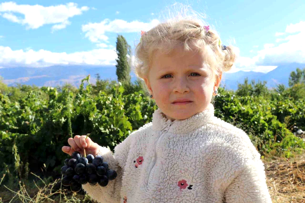 Erzincan’ın az şekerli “Cimin üzümü”nün hasadı sürüyor