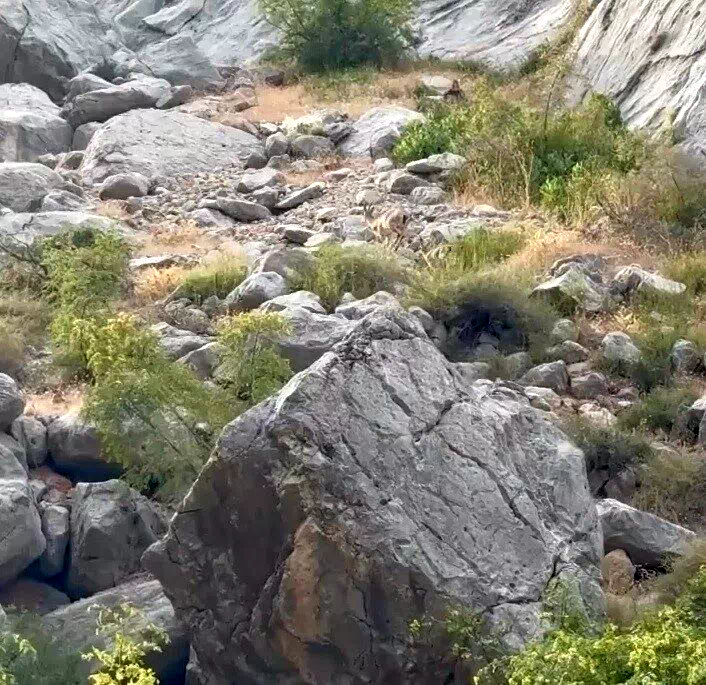 Erzincan Karanlık Kanyon’da anne ve yavru dağ keçisi görüldü