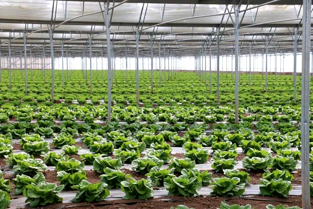 Erzincan ‘Sera Üssü’ olma yolunda ilerliyor