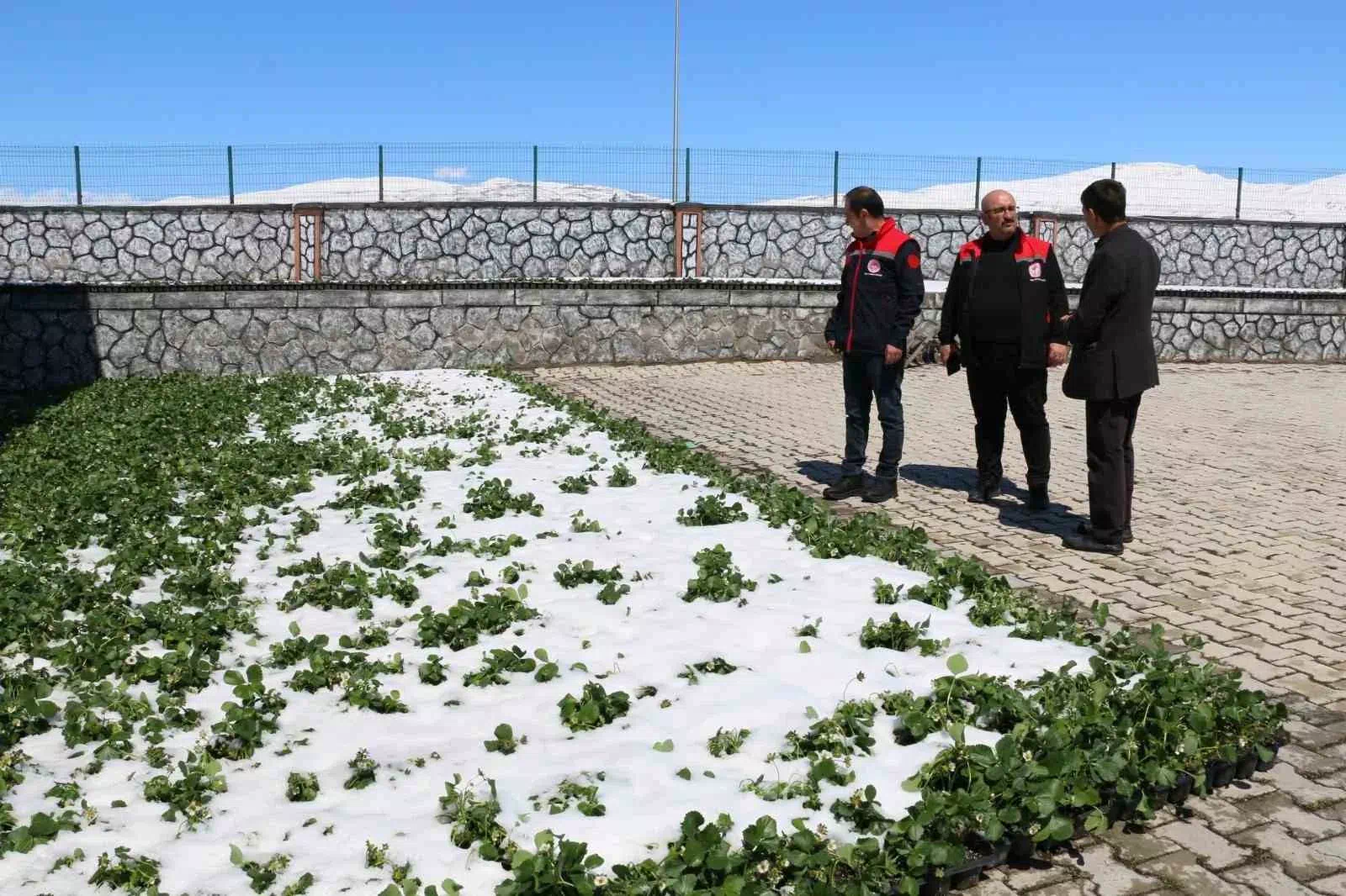 Erzincan ve ilçelerini zirai don vurdu