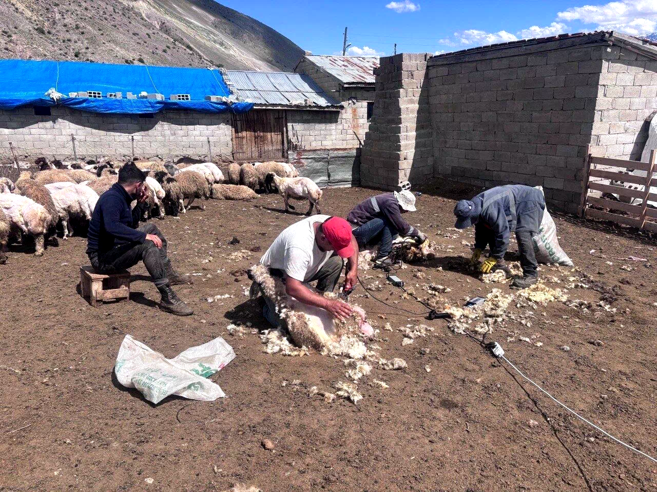 Erzincan yaylalarında kırkım mesaisi