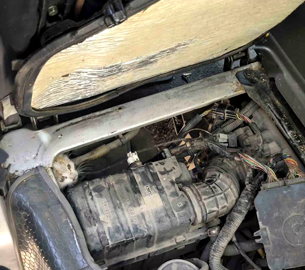 Erzincan’da araç motorunda mahsur kalan yavru kedi kurtarıldı