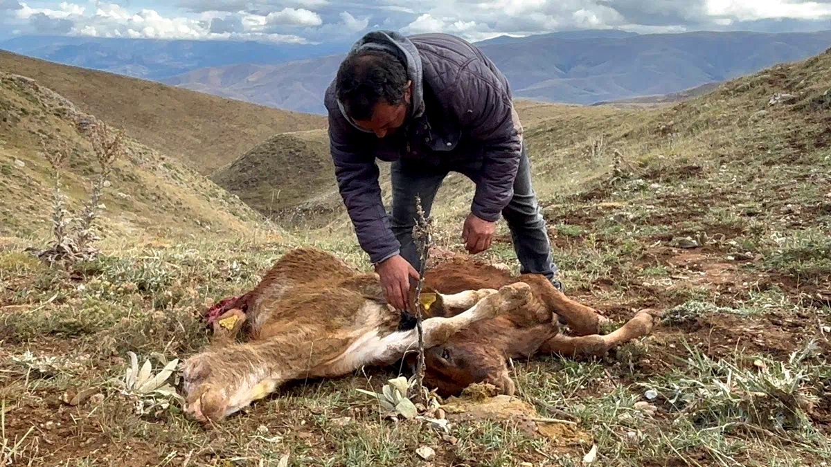 Erzincan’da ayı saldırısında 2 buzağı telef oldu
