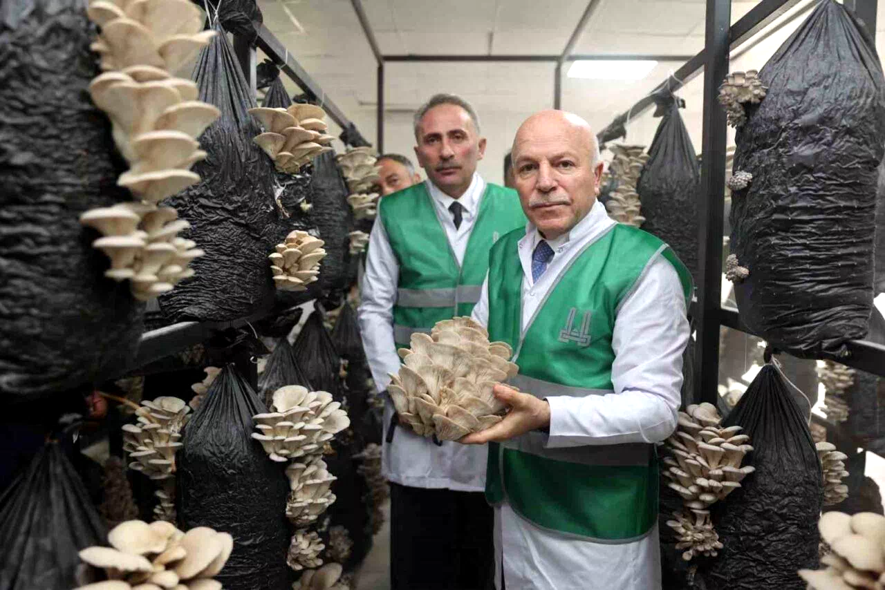 Erzurum Büyükşehir Belediyesi istiridye mantarı üretimine öncülük yaptı