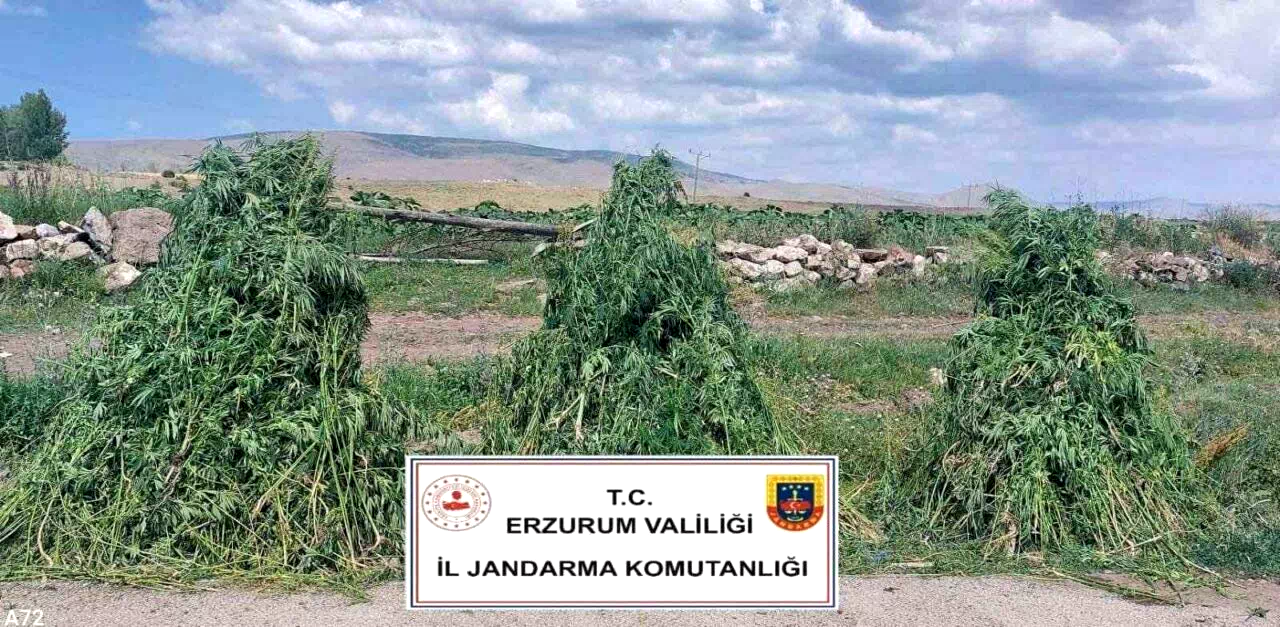 Erzurum’da 401 bin 676 kök kenevir imha edildi