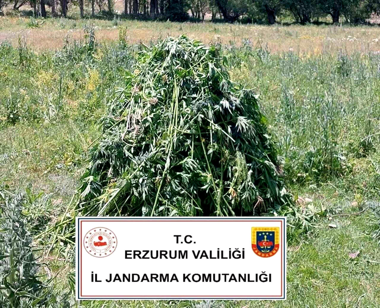 Erzurum’da 867 kök kenevir bitkisi ele geçirildi