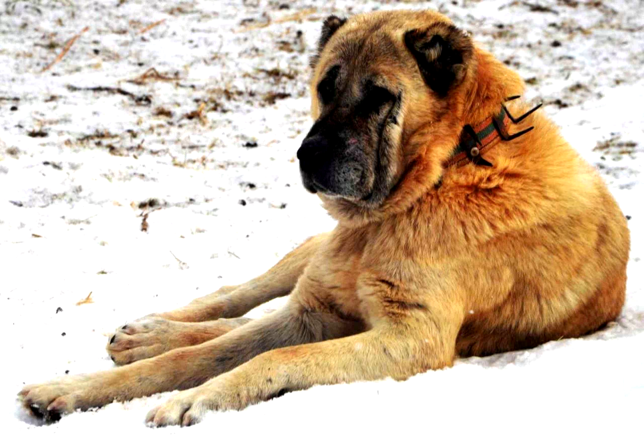 Erzurum’da bir kayıp hikâyesi