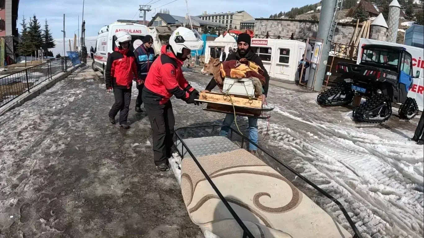 Erzurum’da hasta buzağıyı şehir merkezine kızakla getiren çiftçiye jandarmadan destek.