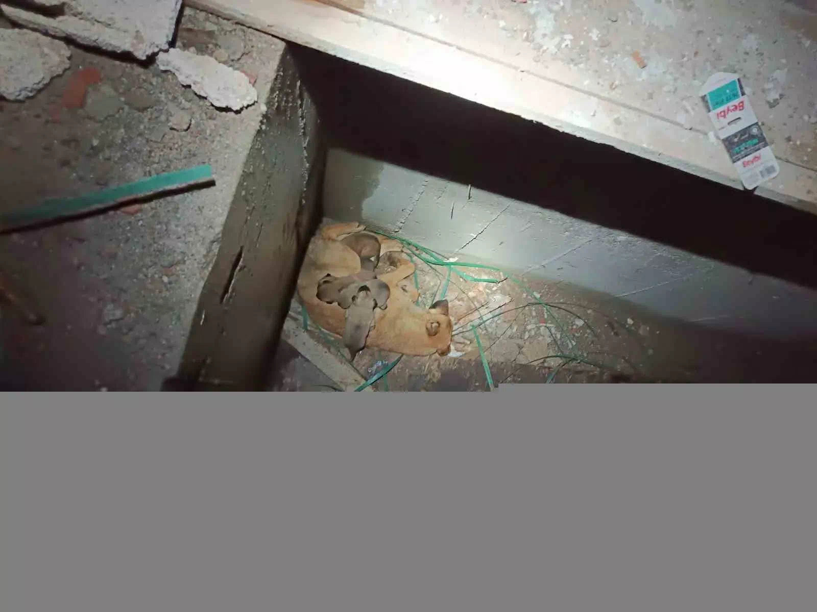 Erzurum’da İtfaiye Ekipleri Mahsur Kaldığı Asansör Boşluğundaki Yavru Köpekleri ve Annesini Kurtardı.