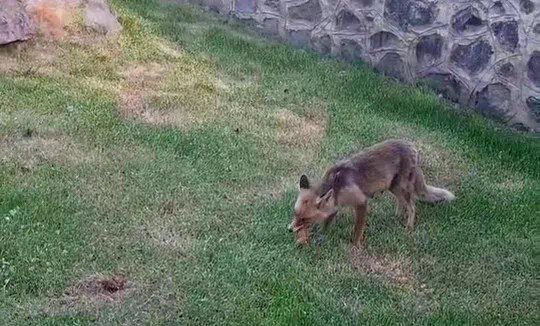 Erzurum’da kadınlar yanlarına gelen tilkiye kadayıf dolması yedirdi