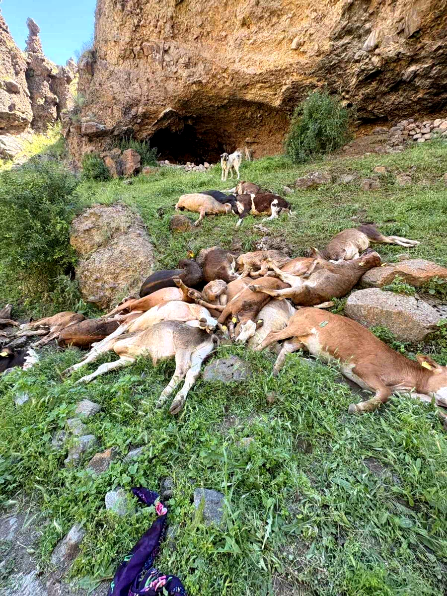 Erzurum’da kayalıklardan düşen 26 buzağı telef oldu
