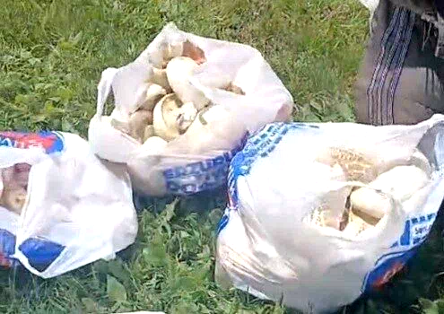 Erzurum’da sağanak yağışların ardından mantar bereketi: 45 dakikada poşetler doldu