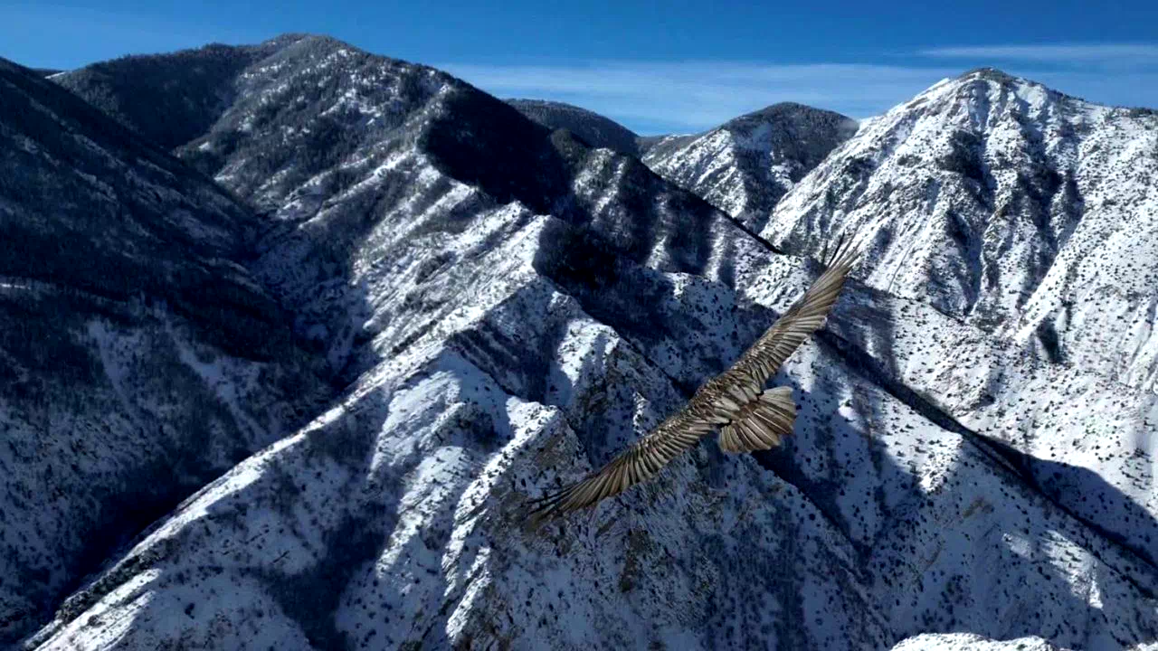 Erzurum’da sakallı akbaba dron ile görüntülendi