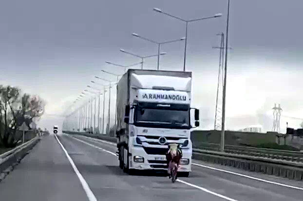 Erzurum’da tosun karayoluna çıktı