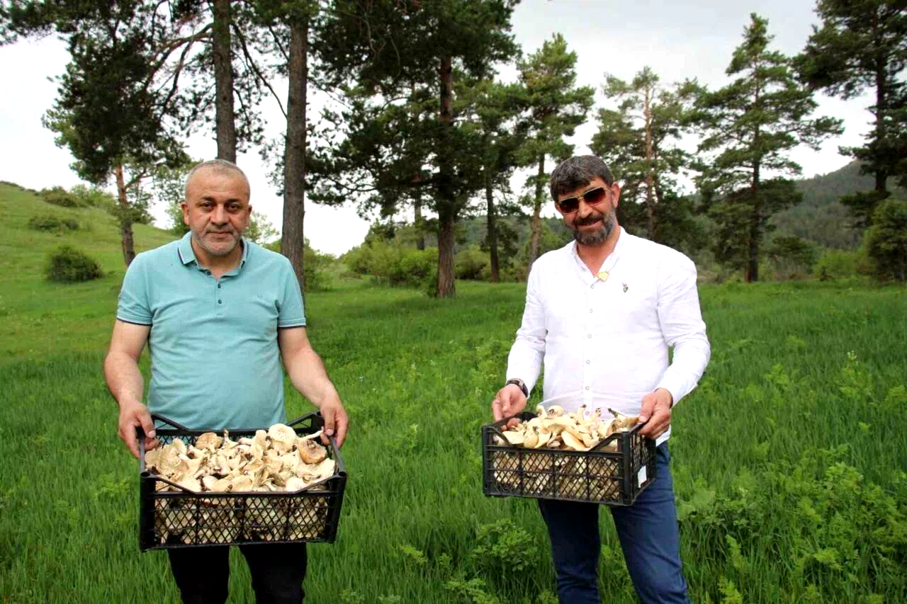 Erzurum’da vatandaşlara “zehirli mantar” uyarısı