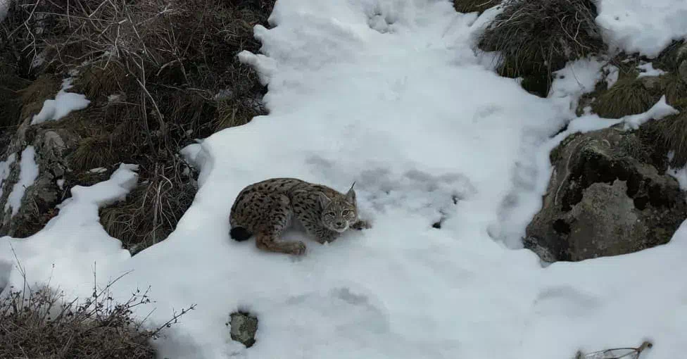Erzurum’un Uzundere ilçesinde vaşak sürüsü su içerken görüntülendi.