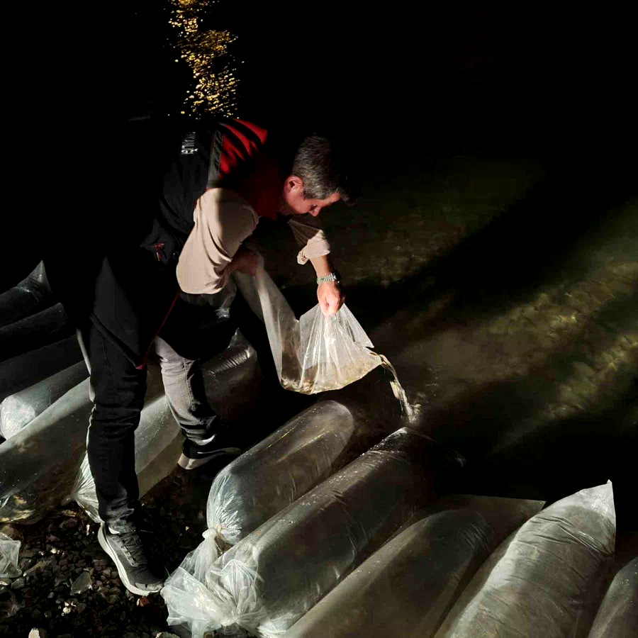 Erzurum’da iç sulara büyük dokunuş: 340 bin yavru sazan suyla buluştu