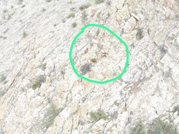 Eskişehir’de 4 küçükbaş hayvanın kaybolduğu olayda jandarma ekiplerinin drone ile yaptığı çalışmalar sonuç verdi.