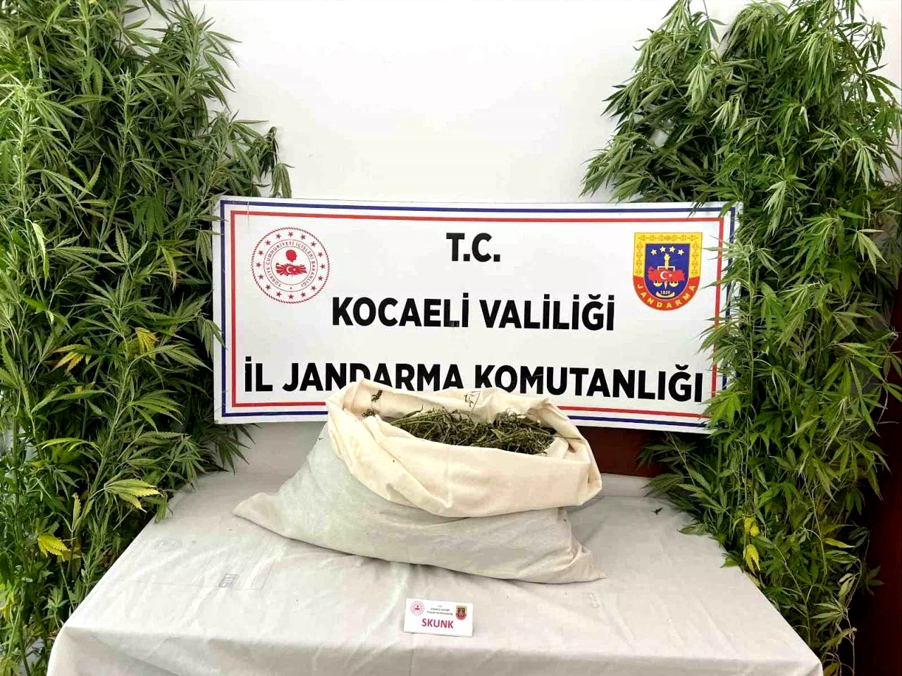 Evini uyuşturucu serasına çevirdi