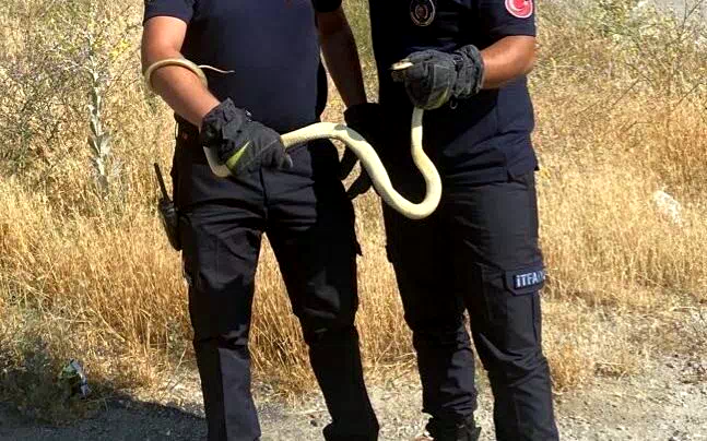 Fabrikada yılan paniği
