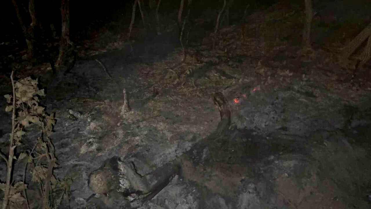 Gebze’de gece yarısı orman yangını: 7 dönüm alan kül oldu