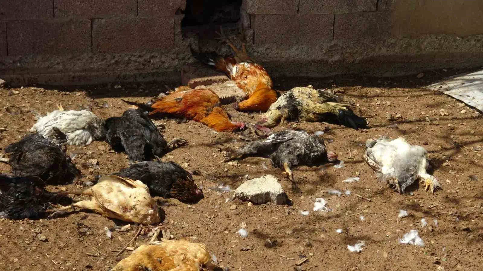 Gercüş’te Kümese Giren Yırtıcı Hayvan 80 Tavuğu Öldürdü.
