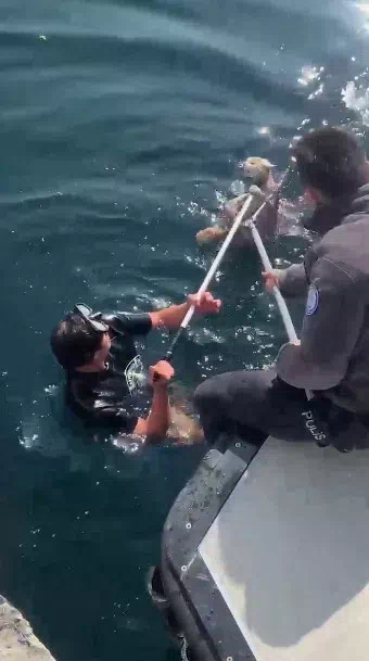 Gölcük’te Denize Düşen Kedi Kurtarıldı ve Doğal Yaşam Alanına Bırakıldı