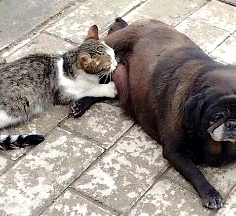 Görenler inanamadı, köpek kediyi sokak ortasında emzirdi