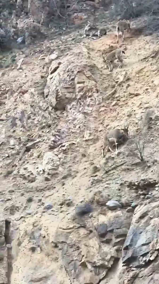 Gümüşhane Dağlarında Yaban Keçileri Torul Kalesi’nin Eteklerinde Görüntülendi