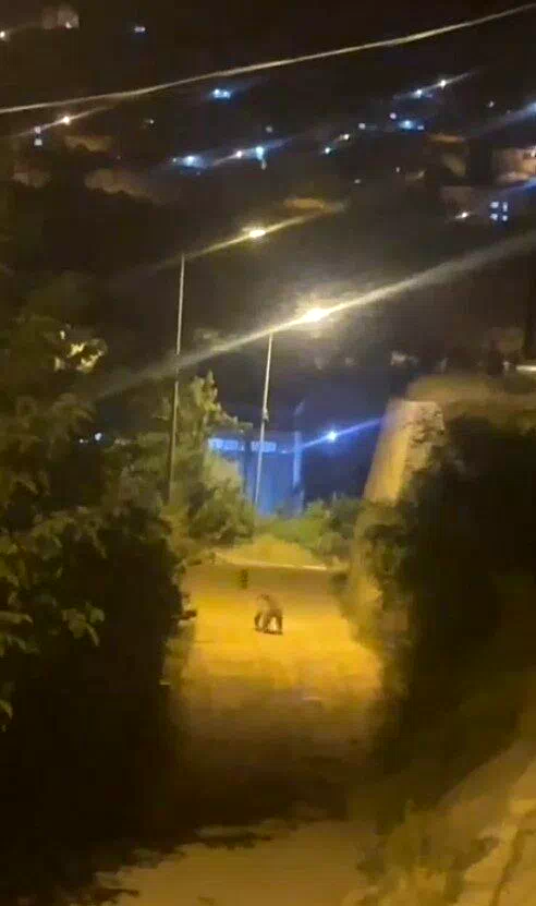 Gümüşhane’de ayı şehir merkezinde görüntülendi