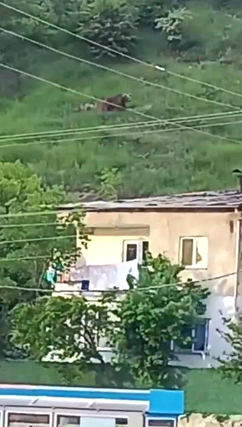 Gümüşhane’de gündüz vakti şehrin merkezine inen ayı, paniğe yol açtı