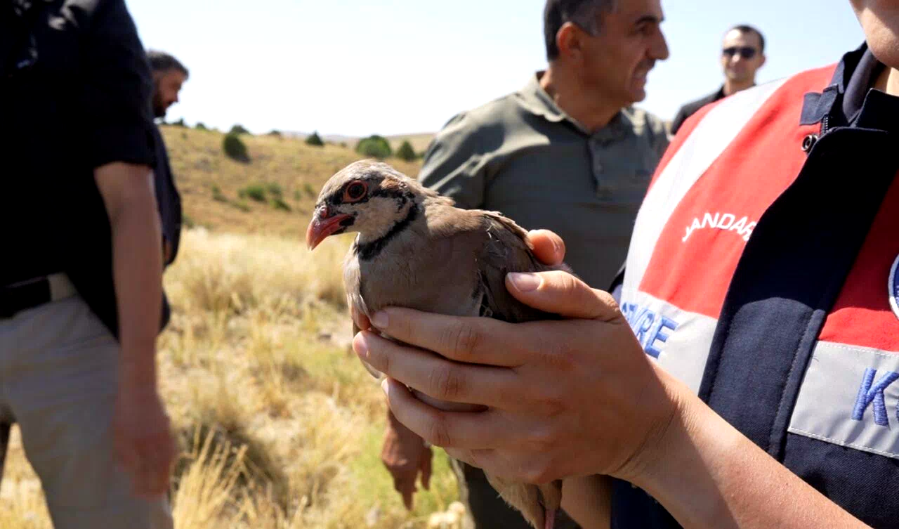 Gümüşhane’de keneyle mücadele için 400 keklik doğaya salındı