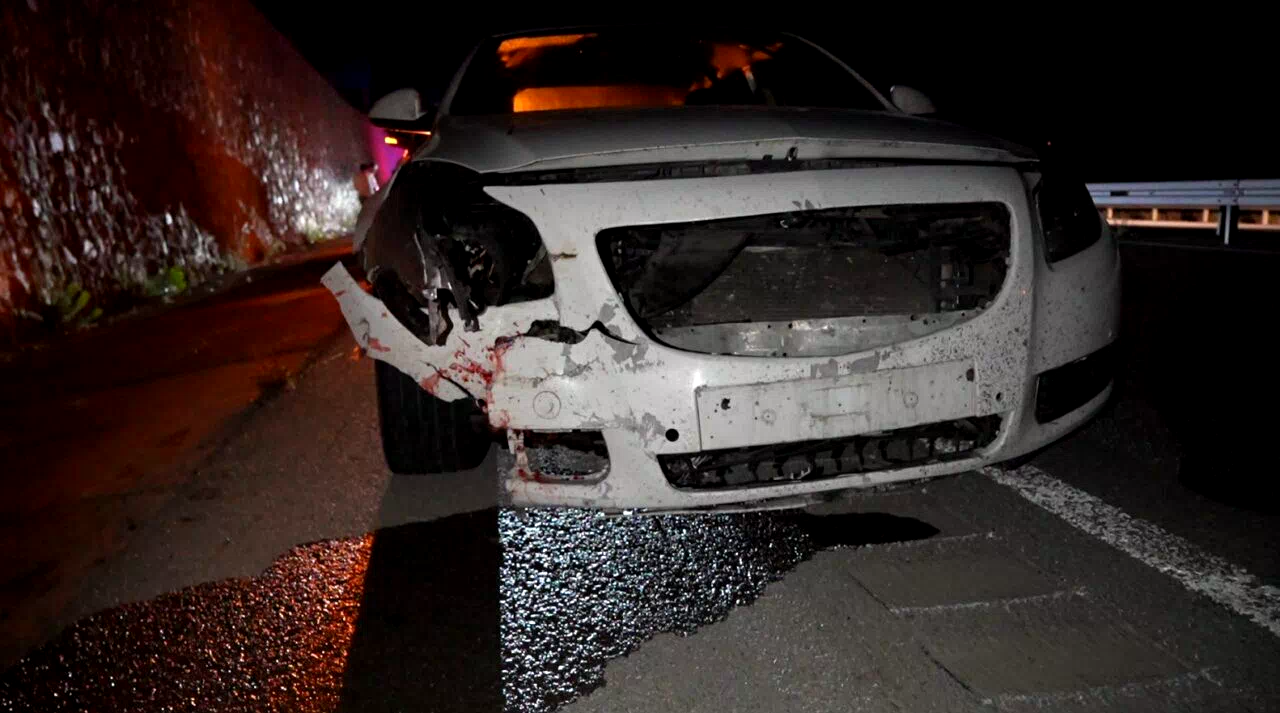 Gümüşhane’de otomobilin çarptığı ayı telef oldu