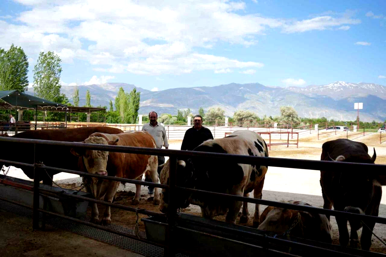 Hayvan pazarı geçici süreyle kapatıldı